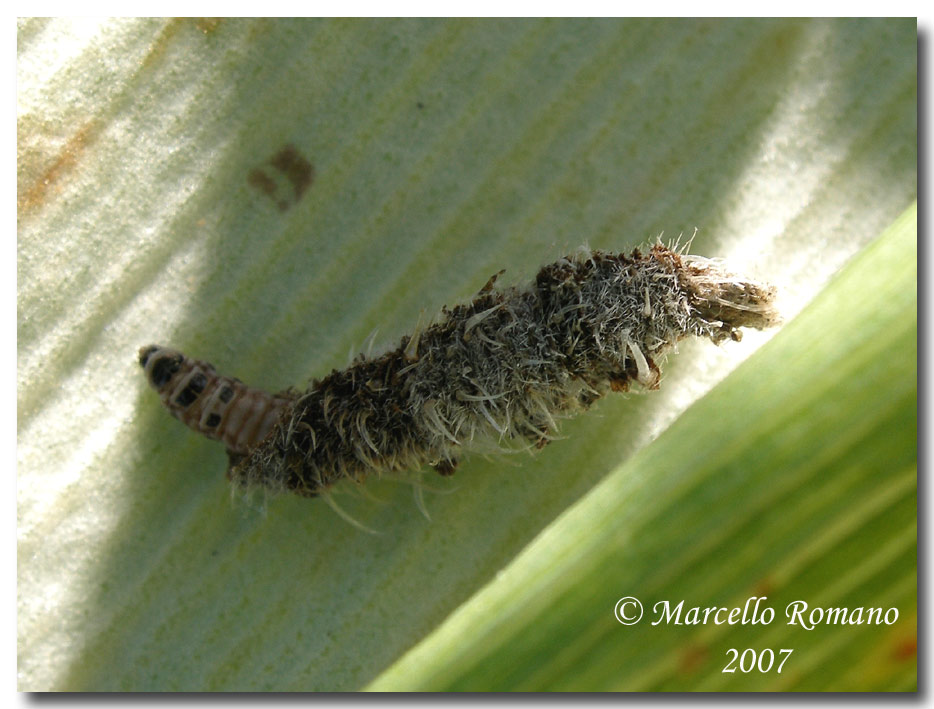 Breve filmato di una larva di Coleophoridae(?) (Lepidoptera)